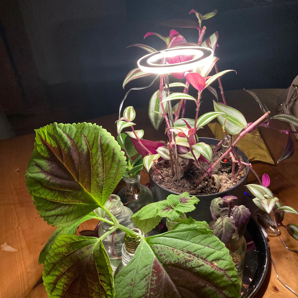 Grow Light for Indoor Plants ABS & Aluminium | 1-3 Ring Light Heads with USB Power | Low Voltage Sun-Yellow Spectrum 6