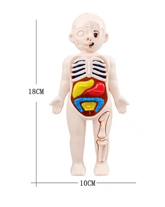 3D Human Body Anatomy Kit | Removable Organs DIY Assembly | STEM Learning Toy for Home Education and Classroom Science