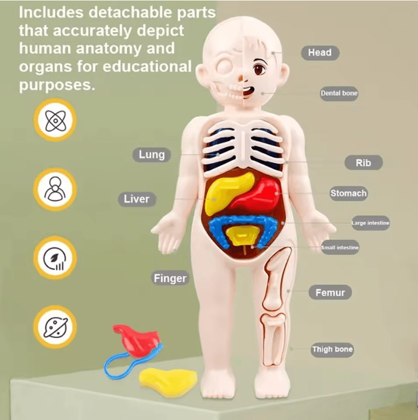 3D Human Body Anatomy Kit | Removable Organs DIY Assembly | STEM Learning Toy for Home Education and Classroom Science