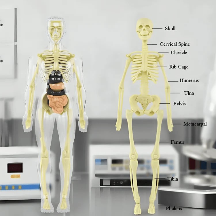3D Human Body Anatomy Model | Detachable Organs for Hands-On Learning | Classroom and Laboratory Teaching Tool