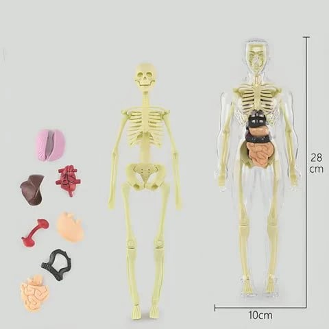 3D Human Body Anatomy Model | Detachable Organs for Hands-On Learning | Classroom and Laboratory Teaching Tool