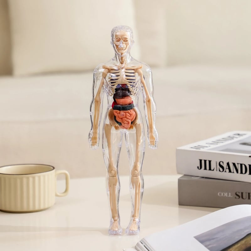 3D Human Body Anatomy Model | Detachable Organs for Hands-On Learning | Classroom and Laboratory Teaching Tool