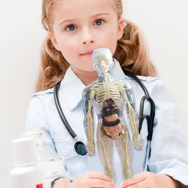 3D Human Body Anatomy Model | Detachable Organs for Hands-On Learning | Classroom and Laboratory Teaching Tool