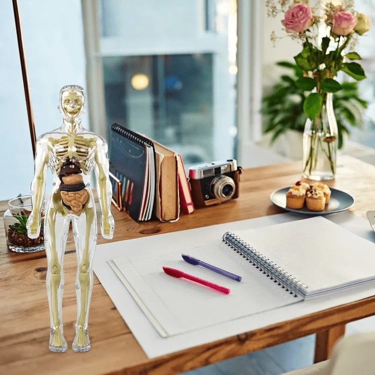 3D Human Body Anatomy Model | Detachable Organs for Hands-On Learning | Classroom and Laboratory Teaching Tool
