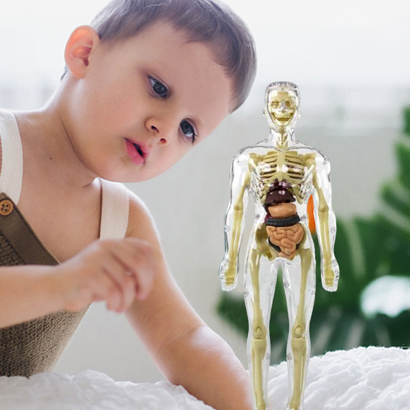 3D Anatomy Skeleton Model PVC | Assemble and Disassemble Learning Toy | Educational Human Body Set for Classroom and Home 9