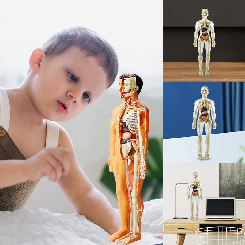 3D Anatomy Skeleton Model PVC | Assemble and Disassemble Learning Toy | Educational Human Body Set for Classroom and Home 11