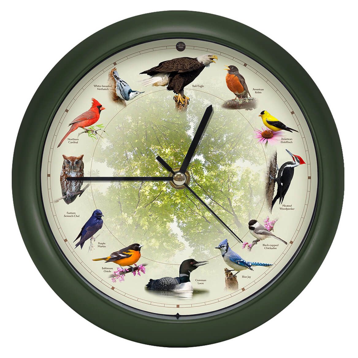 Bird Sound Wall Clock 20 cm Dia | Different Bird Song Every Hour | Plastic & Glass, Light Sensor Auto-Mute, 3 AA Batteries 2