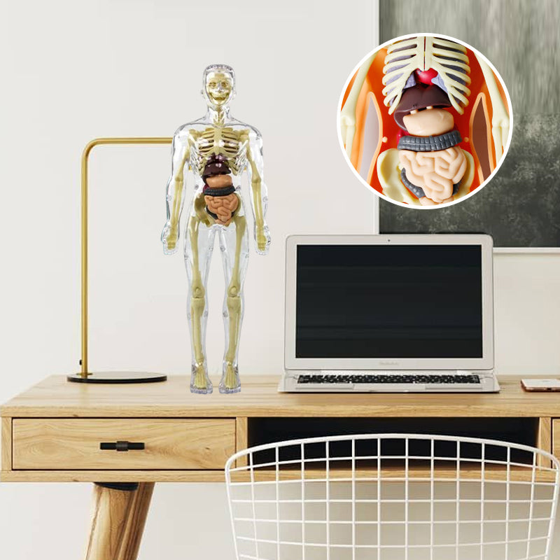 3D Anatomy Skeleton Model PVC | Assemble and Disassemble Learning Toy | Educational Human Body Set for Classroom and Home 2