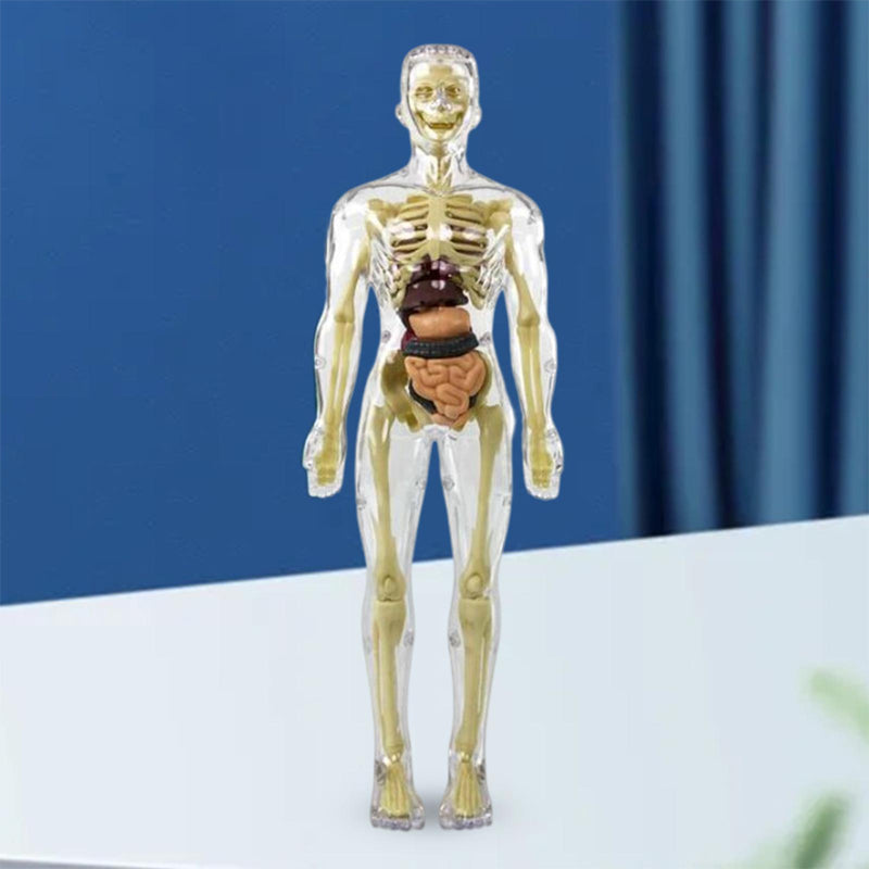 3D Anatomy Skeleton Model PVC | Assemble and Disassemble Learning Toy | Educational Human Body Set for Classroom and Home 1