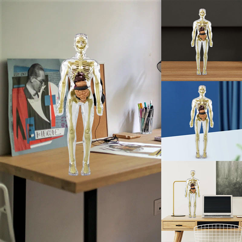 3D Anatomy Skeleton Model PVC | Assemble and Disassemble Learning Toy | Educational Human Body Set for Classroom and Home 3