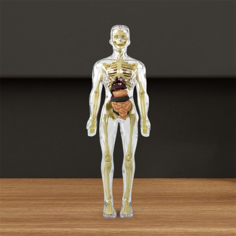 3D Anatomy Skeleton Model PVC | Assemble and Disassemble Learning Toy | Educational Human Body Set for Classroom and Home 4
