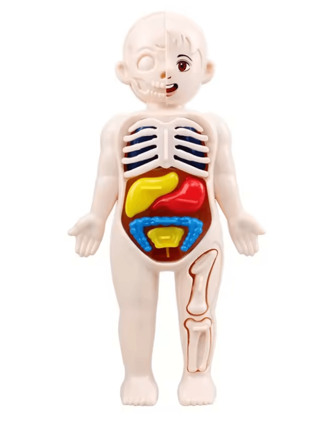 3D Human Body Anatomy Kit | Removable Organs DIY Assembly | STEM Learning Toy for Home Education and Classroom Science