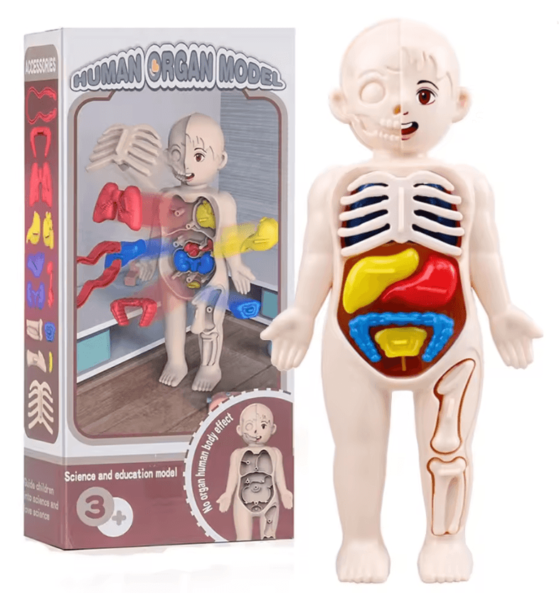 3D Human Body Anatomy Kit | Removable Organs DIY Assembly | STEM Learning Toy for Home Education and Classroom Science