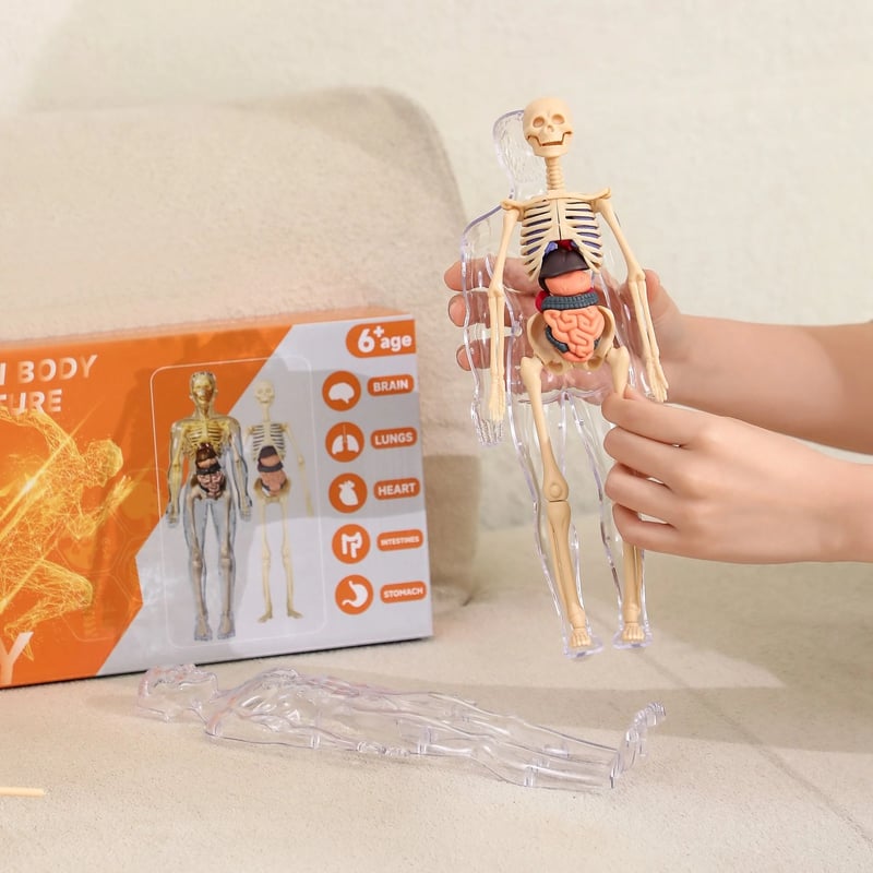 3D Human Body Anatomy Model | Detachable Organs for Hands-On Learning | Classroom and Laboratory Teaching Tool