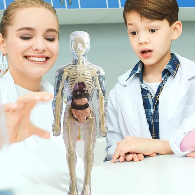 3D Human Body Anatomy Model | Detachable Organs for Hands-On Learning | Classroom and Laboratory Teaching Tool