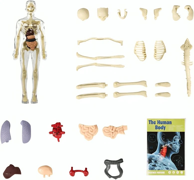 3D Human Body Anatomy Model | Detachable Organs for Hands-On Learning | Classroom and Laboratory Teaching Tool