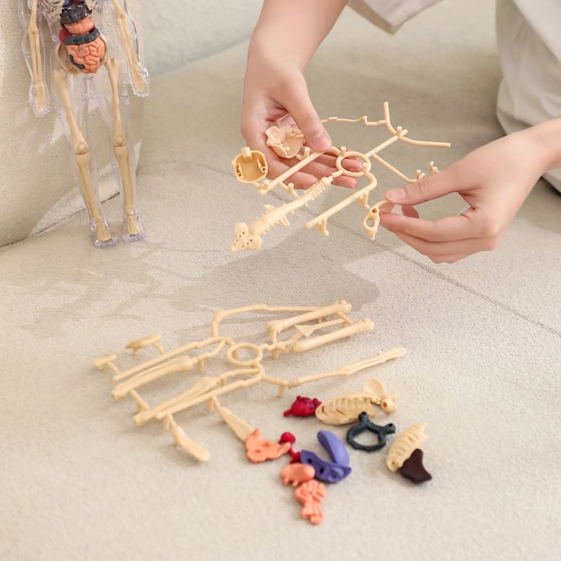 3D Human Body Anatomy Model | Detachable Organs for Hands-On Learning | Classroom and Laboratory Teaching Tool