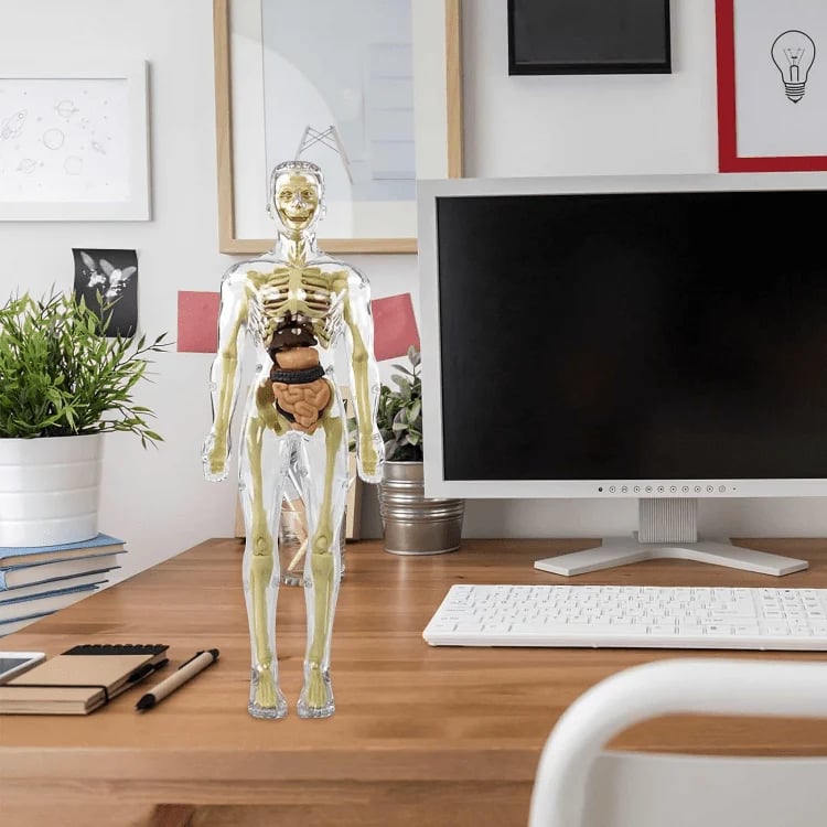 3D Human Body Anatomy Model | Detachable Organs for Hands-On Learning | Classroom and Laboratory Teaching Tool