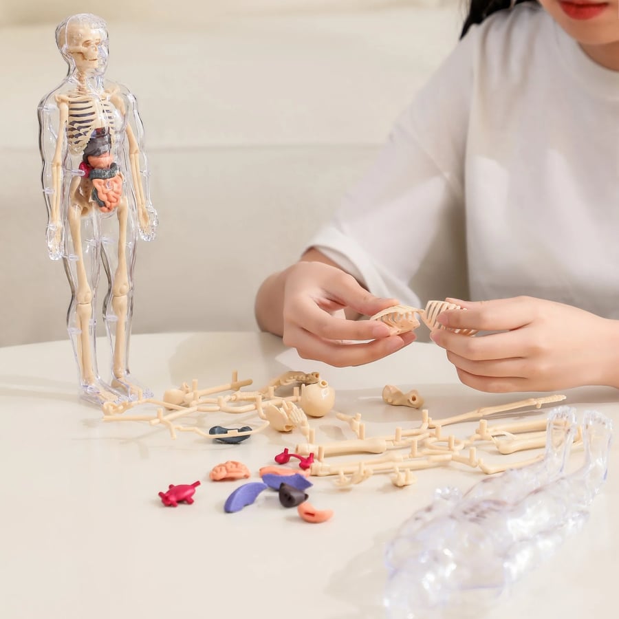 3D Human Body Anatomy Model | Detachable Organs for Hands-On Learning | Classroom and Laboratory Teaching Tool