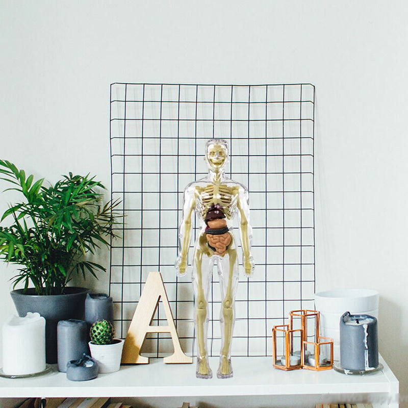 3D Anatomy Skeleton Model PVC | Assemble and Disassemble Learning Toy | Educational Human Body Set for Classroom and Home 5
