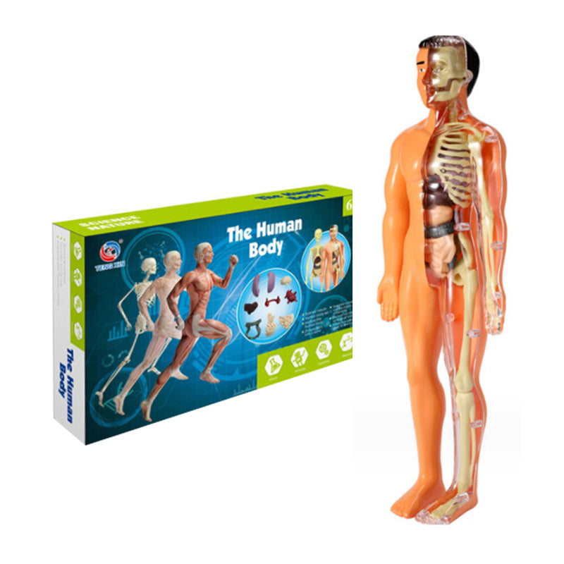 3D Anatomy Skeleton Model PVC | Assemble and Disassemble Learning Toy | Educational Human Body Set for Classroom and Home 13