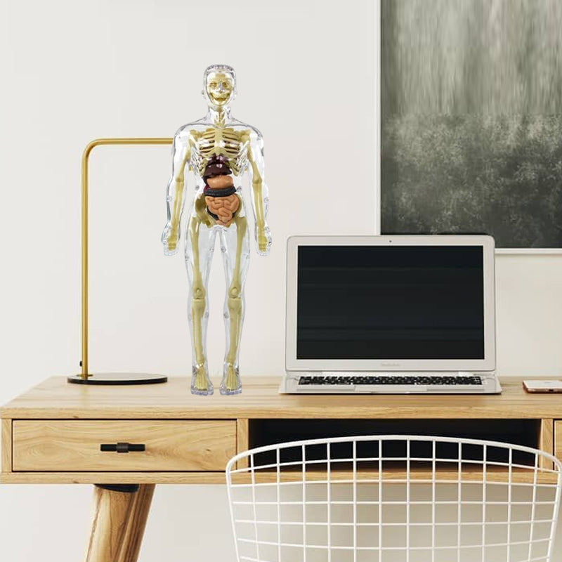 3D Anatomy Skeleton Model PVC | Assemble and Disassemble Learning Toy | Educational Human Body Set for Classroom and Home 7