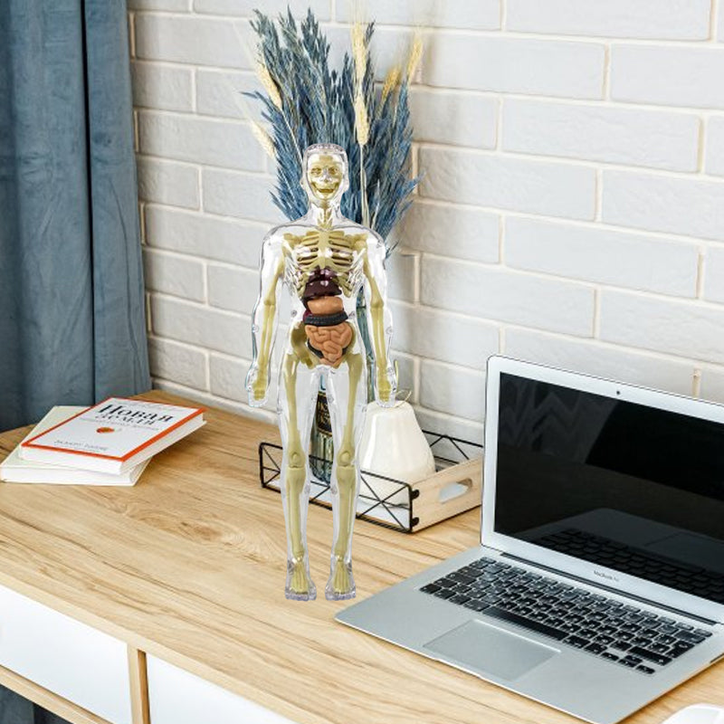 3D Anatomy Skeleton Model PVC | Assemble and Disassemble Learning Toy | Educational Human Body Set for Classroom and Home 8