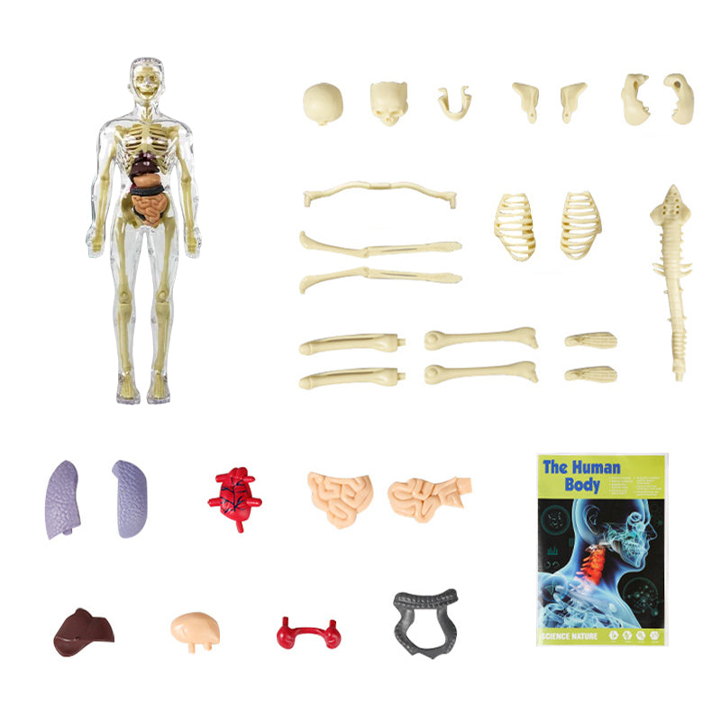 3D Anatomy Skeleton Model PVC | Assemble and Disassemble Learning Toy | Educational Human Body Set for Classroom and Home 10