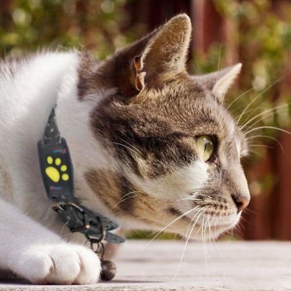 Cat GPS Tracker | Finder Tag For Indoor Cats