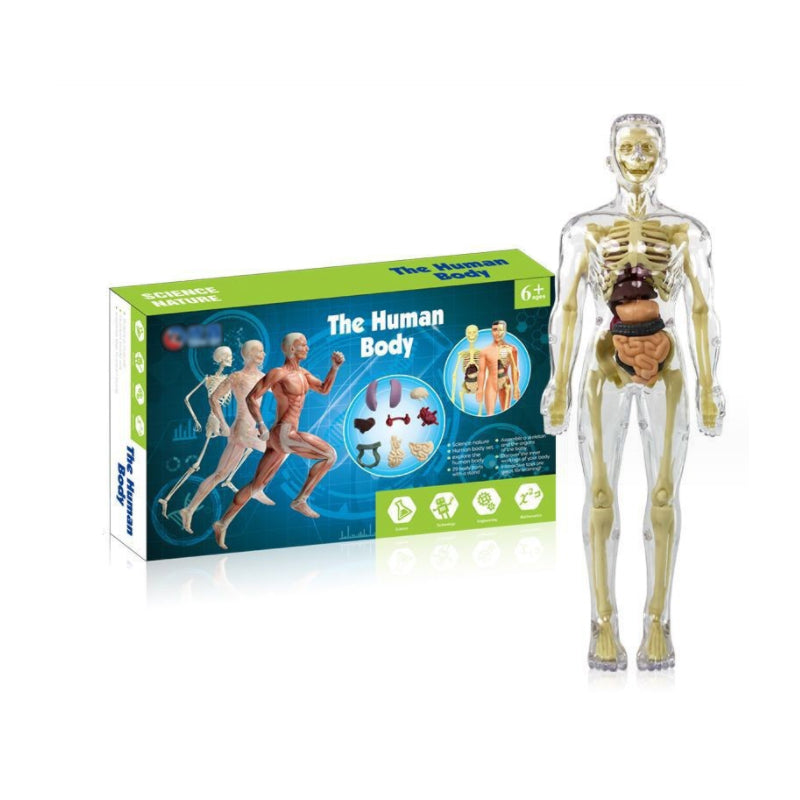 3D Anatomy Skeleton Model PVC | Assemble and Disassemble Learning Toy | Educational Human Body Set for Classroom and Home 12