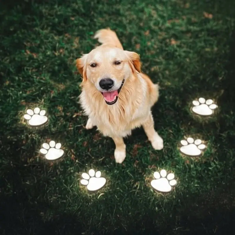 Solar Paw Print Light, ABS Plastic, 9 x 9 cm | IP44 Waterproof, Automatic Dusk Sensor | Up to 10 Hours Glow, 3 to 24 Pack 3